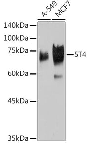 5T4 Rabbit mAb