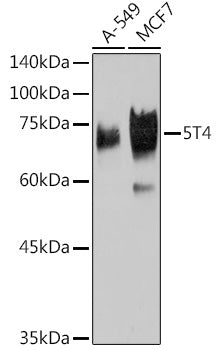 5T4 Rabbit mAb