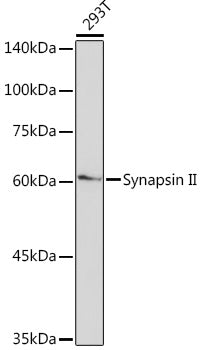Synapsin II Rabbit mAb