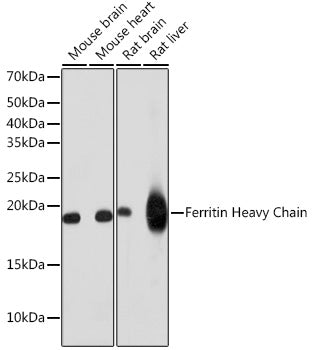 Ferritin Heavy Chain Rabbit mAb