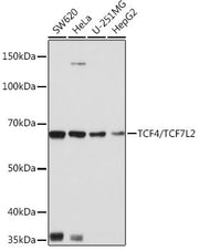TCF4/TCF7L2 Rabbit mAb