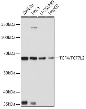TCF4/TCF7L2 Rabbit mAb