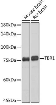 TBR1 Rabbit mAb