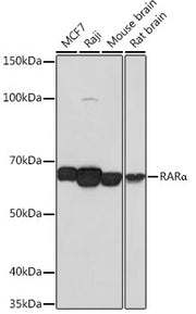 RARα Rabbit mAb