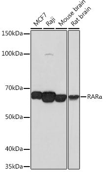 RARα Rabbit mAb