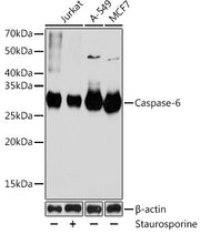 Caspase-6 Rabbit mAb