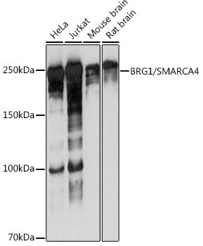 BRG1/SMARCA4 Rabbit mAb
