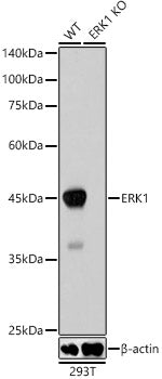 [KD Validated] ERK1 Rabbit mAb