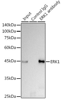 [KD Validated] ERK1 Rabbit mAb