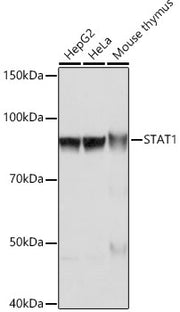 STAT1 Rabbit mAb