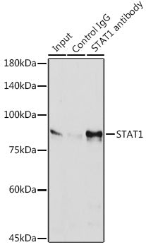 STAT1 Rabbit mAb
