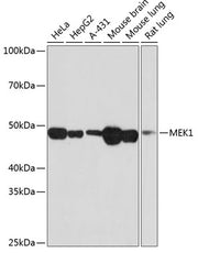 MEK1 Rabbit mAb