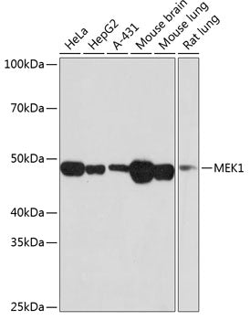 MEK1 Rabbit mAb