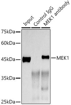 MEK1 Rabbit mAb
