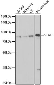 [KO Validated] STAT3 Rabbit mAb