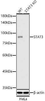 [KO Validated] STAT3 Rabbit mAb