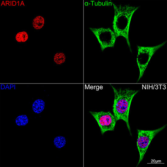 ARID1A Rabbit mAb