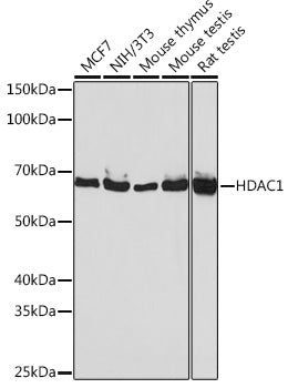 HDAC1 Rabbit mAb