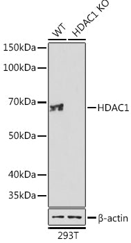 HDAC1 Rabbit mAb