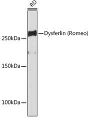 Dysferlin Rabbit mAb