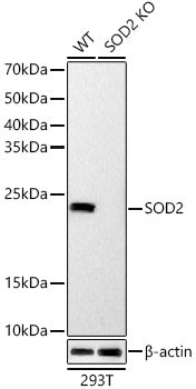 [KO Validated] SOD2 Rabbit mAb