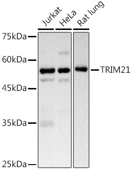 [KD Validated] TRIM21/SS-A Rabbit pAb