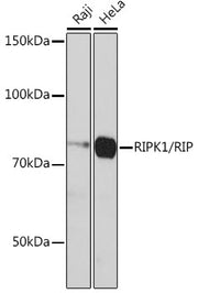 [KD Validated] RIPK1/RIP Rabbit mAb