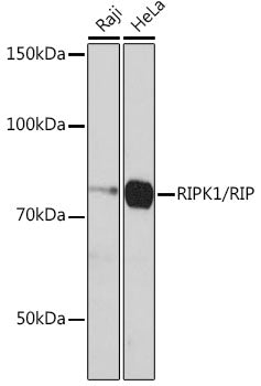 [KD Validated] RIPK1/RIP Rabbit mAb