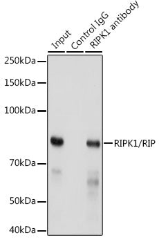 [KD Validated] RIPK1/RIP Rabbit mAb