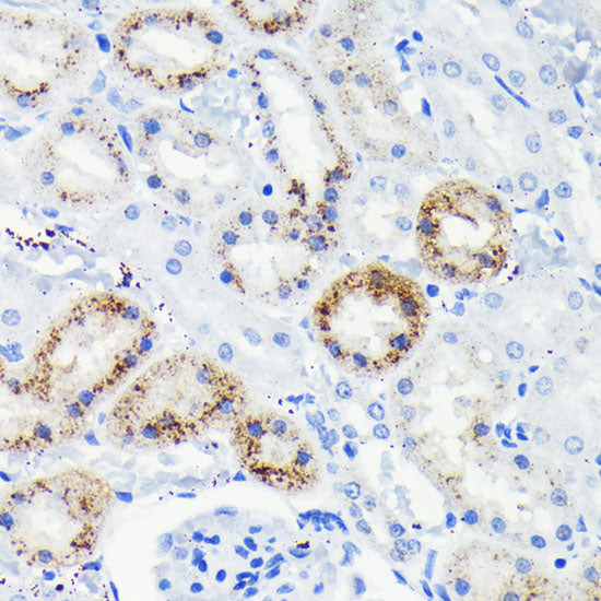 Fas Rabbit mAb