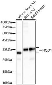 [KO Validated] NQO1 Rabbit mAb