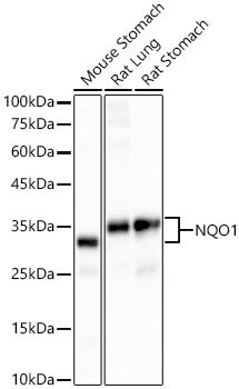 [KO Validated] NQO1 Rabbit mAb