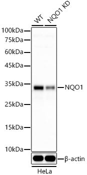 [KO Validated] NQO1 Rabbit mAb