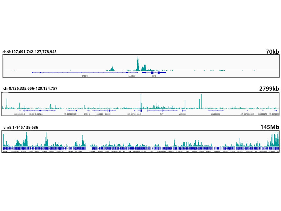 CTCF Rabbit mAb