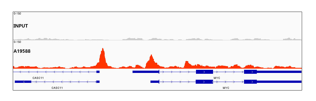 CTCF Rabbit mAb