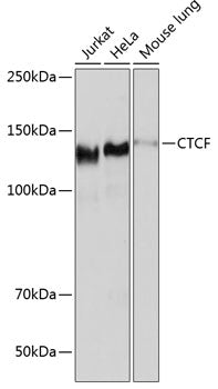 CTCF Rabbit mAb