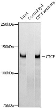CTCF Rabbit mAb