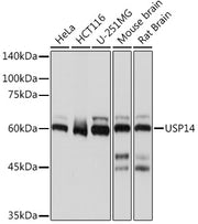 USP14 Rabbit mAb