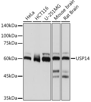 USP14 Rabbit mAb