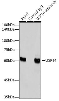 USP14 Rabbit mAb