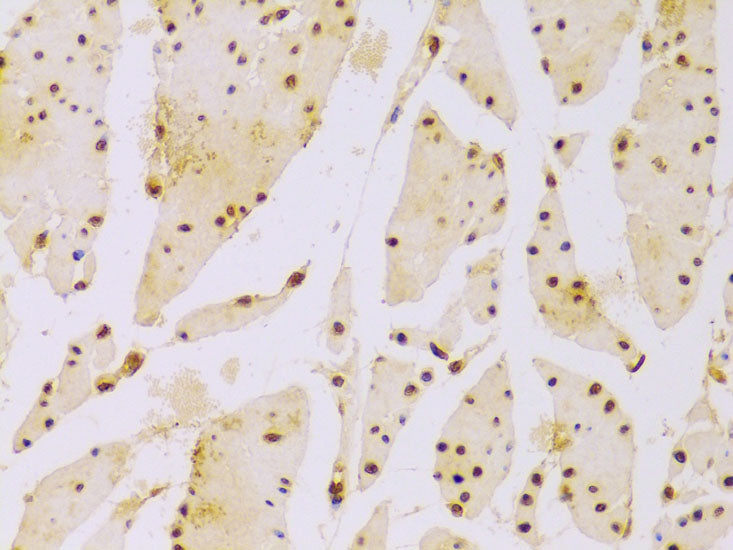 Histone H2B Rabbit pAb