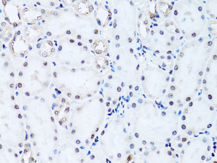 Histone H2B Rabbit pAb