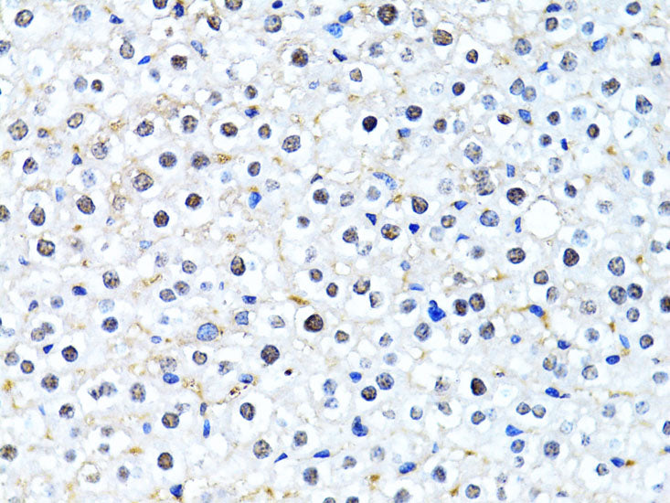 Histone H2B Rabbit pAb
