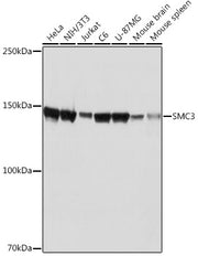 SMC3 Rabbit mAb