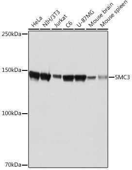 SMC3 Rabbit mAb