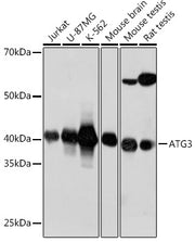 ATG3 Rabbit mAb