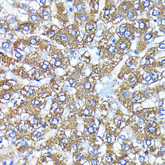 ATG3 Rabbit mAb