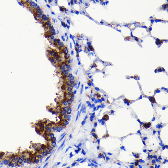 ATG3 Rabbit mAb