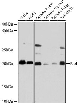 Bad Rabbit mAb