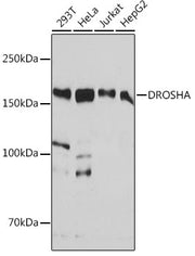 DROSHA Rabbit mAb